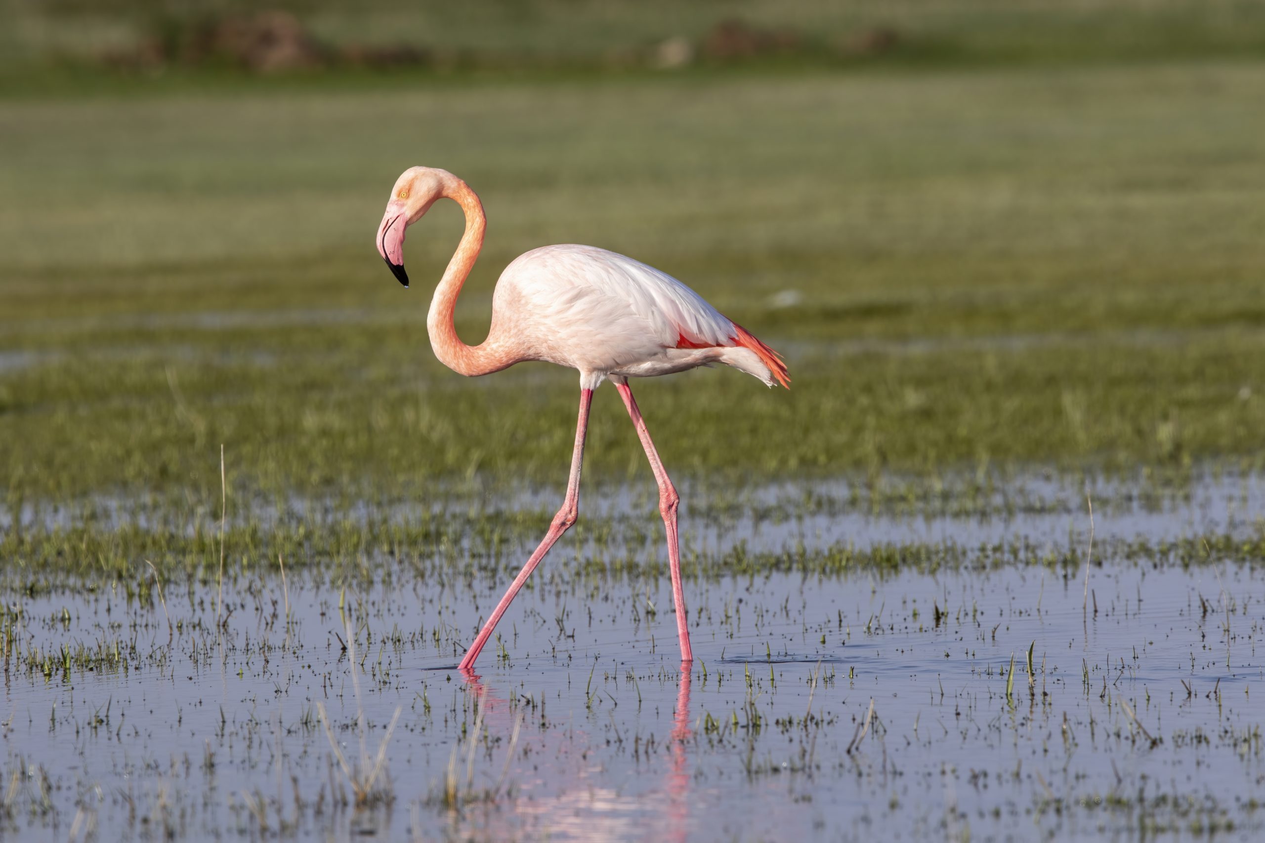 1755594354_Flamingo_Fahri_tunc_Tuz_golu